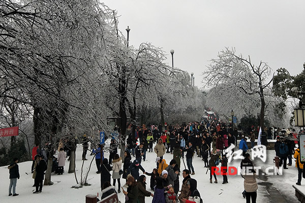 1月28日，尽管岳麓山景区已经停止营运，但还是有不少市民为了赏雪冒险上山。