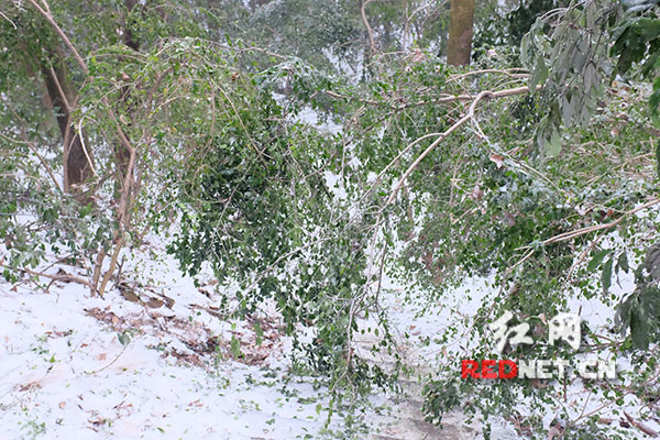 雨雪天气，岳麓山上不少树木倒伏在地。
