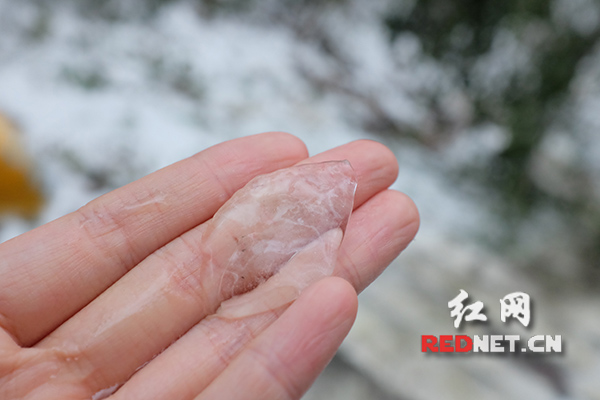 网友@夏 在路边随手摘的“冰叶子”。
