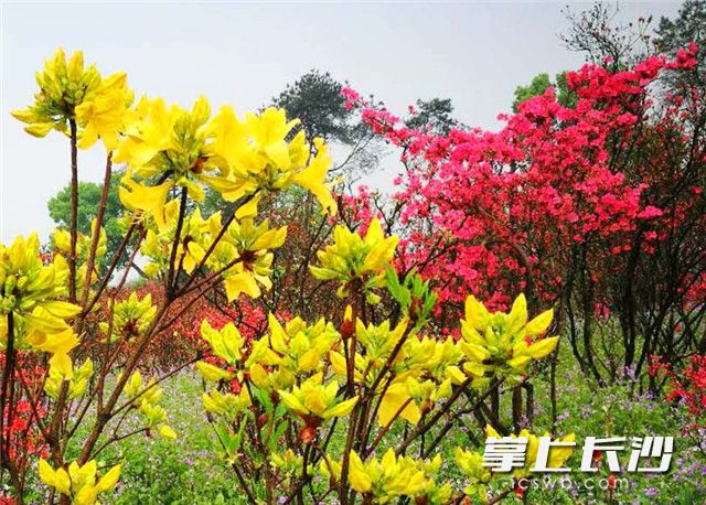 长沙园林生态园内盛开的杜鹃花吸引了不少市民、游客踏青赏花，享受春天。照片均为长沙晚报记者周柏平摄