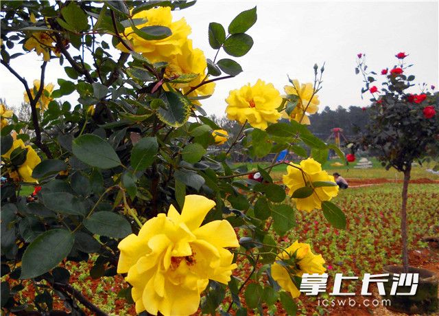 省植物园“玫瑰之约”花展，共展出国内外9大色系名品玫瑰两万余株，为长沙的春天再添一片迷人花境。照片均为长沙晚报记者 周柏平 通讯员 彭炜 摄