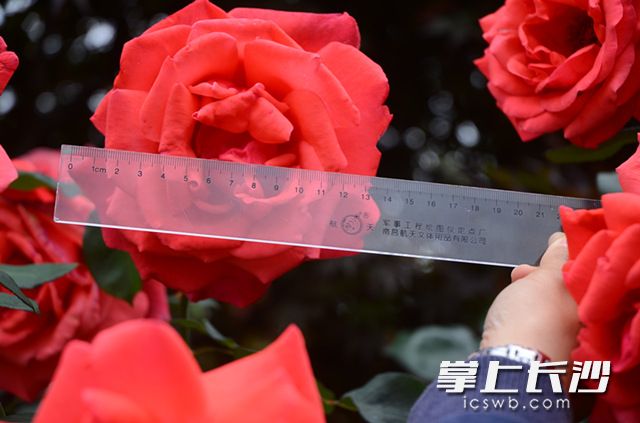 近期，省森林植物园“玫瑰之约”花展进入了最佳观赏期，吸引了众多市民、游客前往，一饱眼福。长沙晚报记者 周柏平 通讯员 彭炜 摄