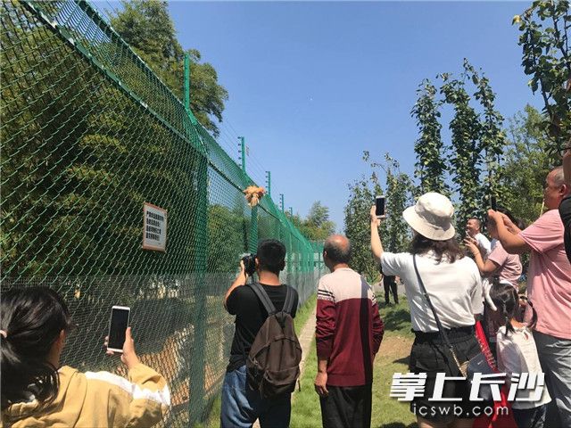 游客在虎舍观察成年虎。