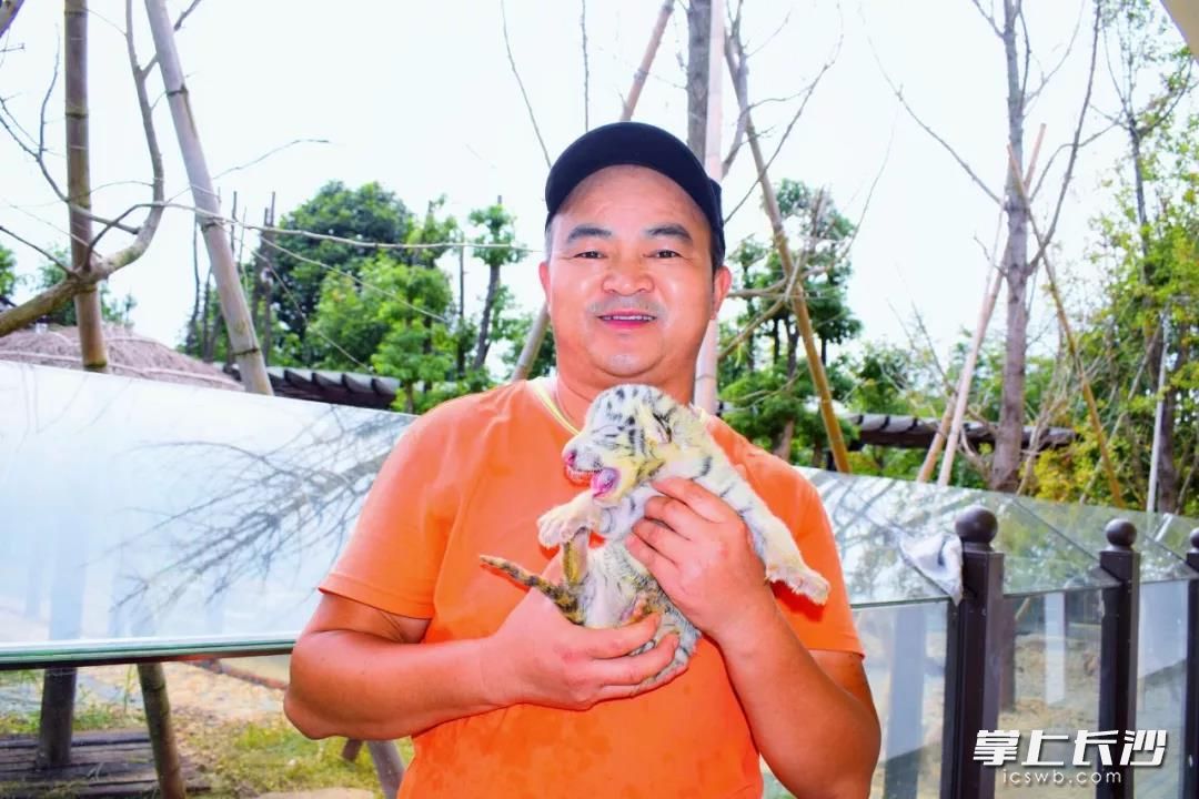 刚出生的小白虎