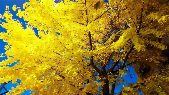 棠坡路筑梦佳园段银杏