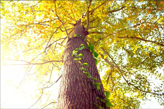 大山冲森林公园