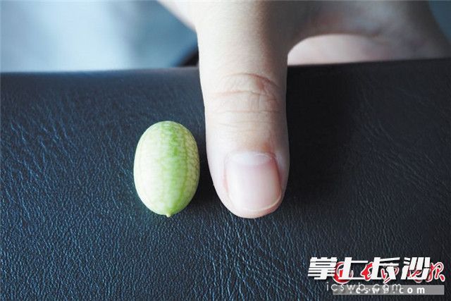 拇指西瓜。 长沙晚报通讯员 李文婧 摄