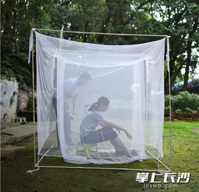 在芙蓉区某公园内，彭莱和同事守候在特殊的蚊帐中，以身诱蚊。