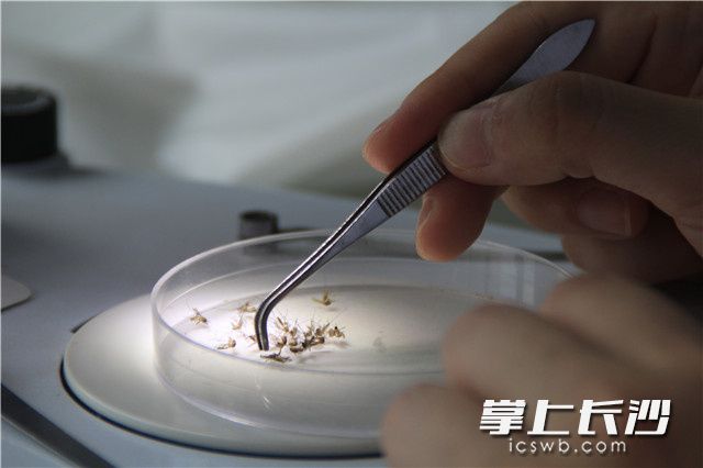 工作人员在显微镜下分别蚊子的种类和雌雄。