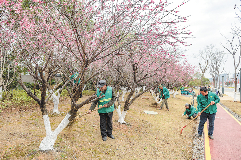 芙蓉南路，路边梅花开得正鲜艳，园林工作者正在清理打扫。长沙晚报记者 陈飞 摄