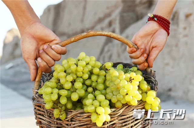 吐鲁番的葡萄熟了