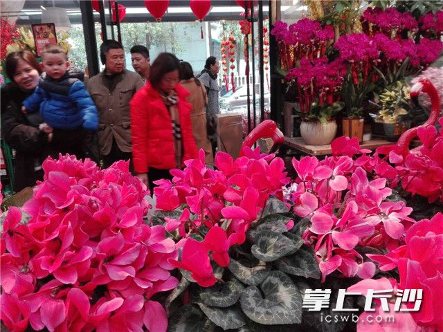 今日，三湘花卉市场，不少市民在这里挑选“过年花”。买盆鲜花过大年，已成长沙市民的新时尚。图片均为长沙晚报全媒体记者 贺文兵 摄