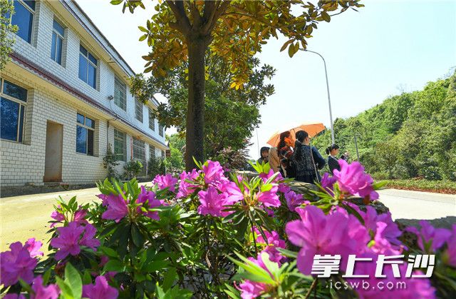 随着基础设施提质改造的进一步推进，暮云街道西湖村推门见绿，杜鹃花盛开，美丽乡村图景跃然眼前。   长沙晚报全媒体记者 罗杰科 摄