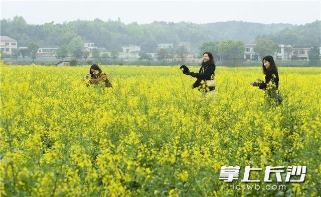 含浦境内油菜种植面积从去年的3000余亩增加到6500余亩。烟雨朦胧中的油菜花，有着别样的美。长沙晚报全媒体记者 罗杰科 余劭劼 摄