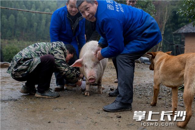 一头300斤重的肥猪，需要几个人合作才能制服。