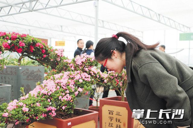 唐曙光委员建议，大力发展、提质升级长沙花卉产业，将花卉文化元素融入居民日常生活及绿色城市、品质长沙的建设过程中。资料图片