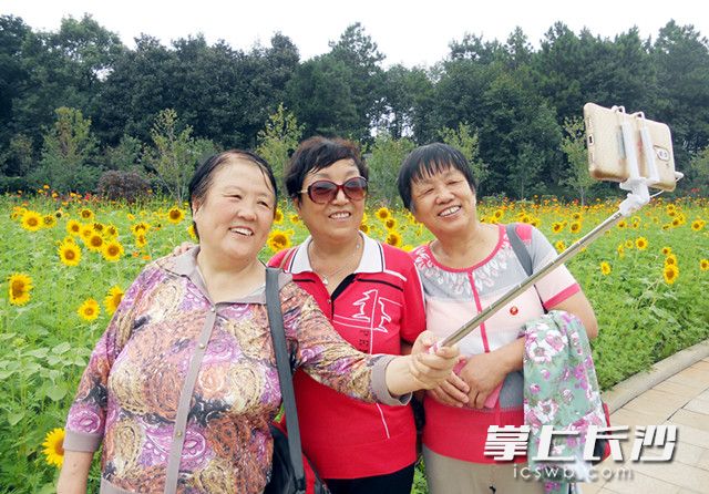 　　植物园内，游客以向日葵“花海”为背景玩着自拍。照片均为长沙晚报记者 周柏平 通讯员 彭炜 摄