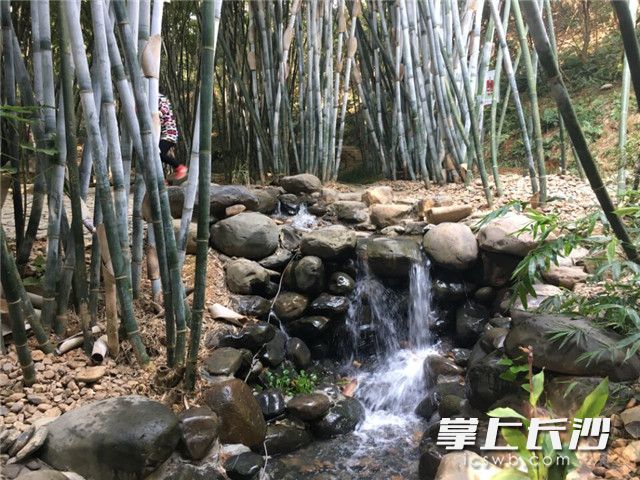 新建成的南郊公园竹苑景点，如仙境一般，成为市民、游客观光、休闲、娱乐的好去处。长沙晚报记者 周柏平通 讯员 任湘 摄