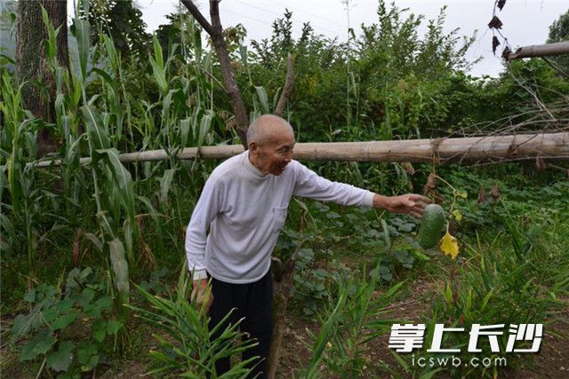 王名清爷爷在自家菜地里摘菜。刘松柏 摄