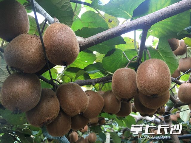 猕猴桃挂满枝头。 照片均为长沙晚报记者 李锋 摄