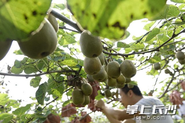 游客在采摘成熟的猕猴桃。