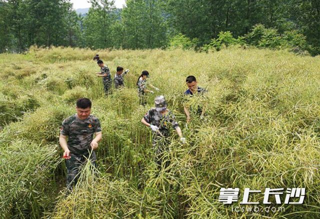 长沙县青年干部在怀化市沅陵县帮助村民收割油菜。长沙晚报通讯员 王欧雯 供图