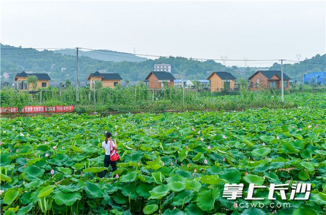 含浦的沃之园生态农场一片生机盎然。长沙晚报记者 邹麟摄