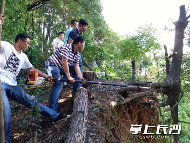 南郊公园内，园林职工正在清理倒伏树木。长沙晚报记者 周柏平 通讯员 任湘 摄