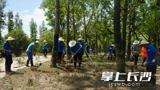 现场工作人员挖坑救树