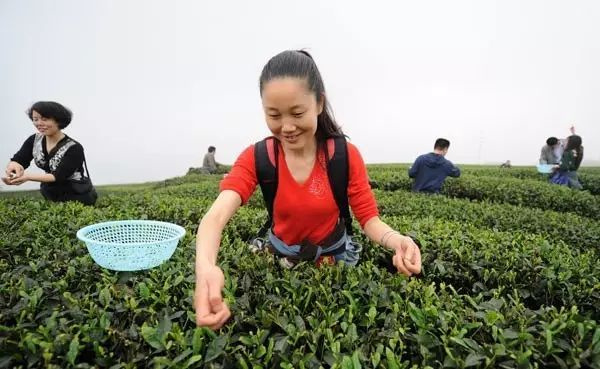 　　采茶活动