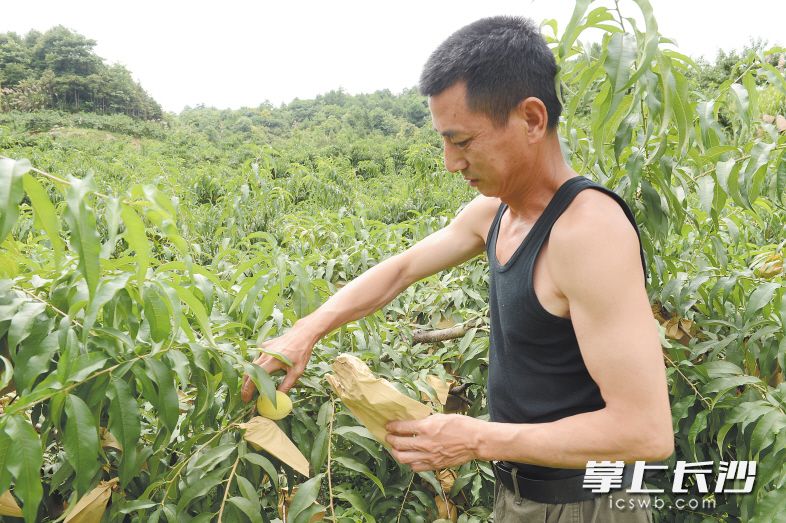 宁乡县巷子口镇黄鹤村的黄桃即将成熟，但洪水冲断了道路，如何运输黄桃让果农犯了难。　　长沙晚报记者 余劭劼 摄