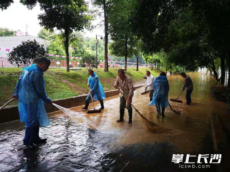 洪峰过境后，橘子洲景区开始清淤行动，力争景区开园与洪水说“再见”同步进行。景区供图