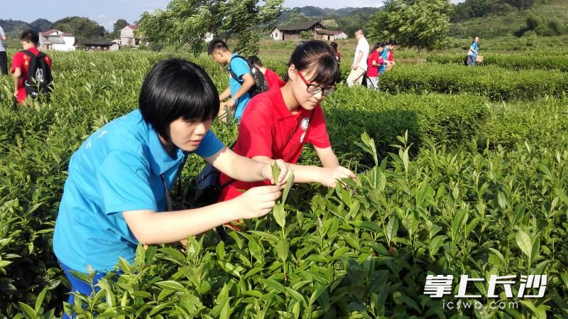 学生社会实践中。