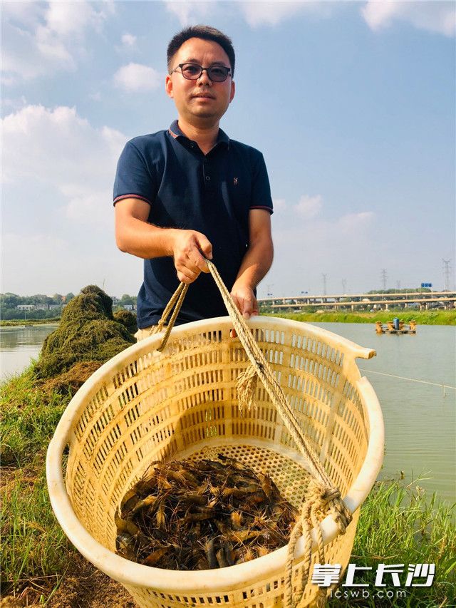 陈辉华脑洞大开用藤蕹菜和罗氏虾混养，获得大丰收。全媒体记者 李卓 摄
