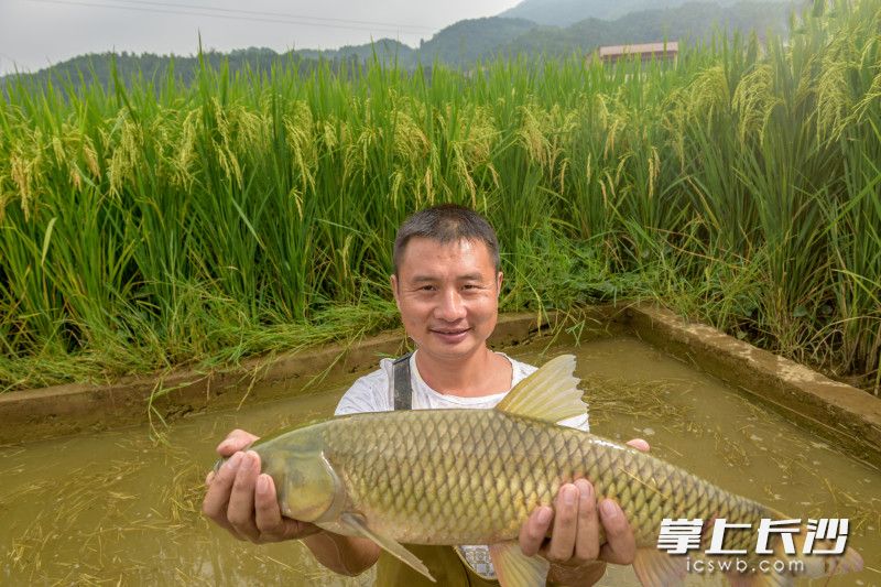 经过3年多时间的精耕细作，潘育仁和徐来的“稻+鱼”基地从最初的40亩已经拓展到200多亩，每亩产值超过1万多元。长沙晚报全媒体记者 陈飞 摄