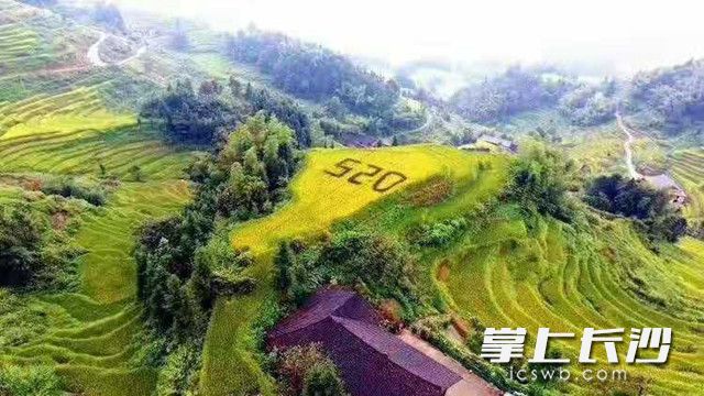 520，我爱你。