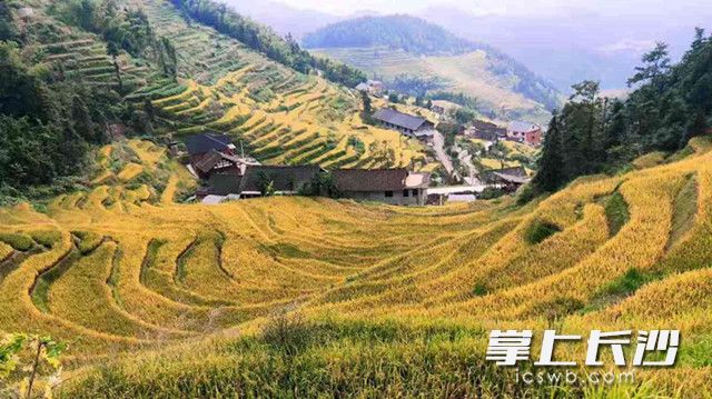 紫鹊界周边的梯田达8万亩以上,核心景区有2万多亩,有“梯田王国”之美誉，获世界自然与文化双遗产称号。