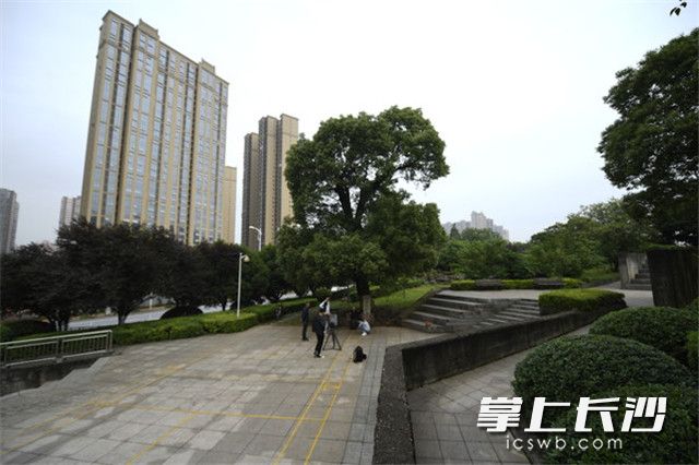 “迎解树”下建起了解放广场，为居民保留下红色记忆。长沙晚报全媒体记者 黄启晴 摄