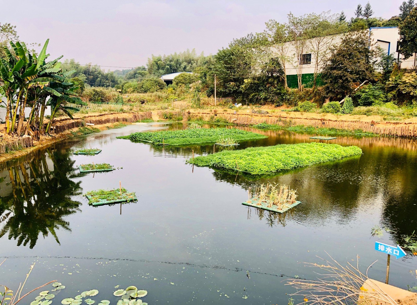 示范片区内一处池塘治理后，清水潋滟，水上绿岛和水下森林构成净化水质的生态系统。 全媒体记者 李卓 摄