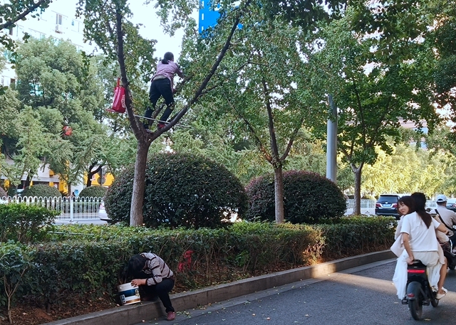 有人爬到树上采摘银杏果。但政府部门和医疗专业人士都提醒绿化带上的果实不能采摘。网友王先生供图
