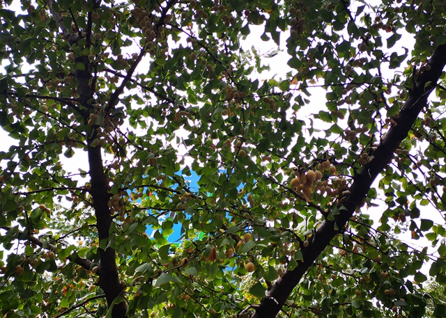 绿化带的银杏树上挂满了果实。长沙晚报全媒体记者 谢春年 摄