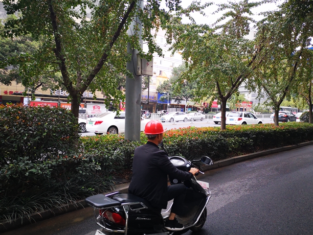 银杏树的两旁都是快速的车流，摘果的人一旦从树上掉下来，就有可能掉到车道上造成交通事故。长沙晚报全媒体记者 谢春年 摄