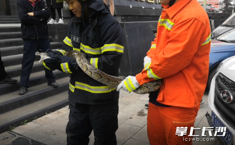 蟒蛇被消防员成功抓获。
