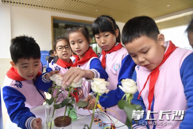 碰一碰花瓣，就会发出美妙的旋律，这是怎么回事？原来鲜花钢琴的实质还是水杯音阶，碰触花瓣时带动玻璃瓶内空气振动，从而产生声音。长沙晚报全媒体记者 余劭劼 摄