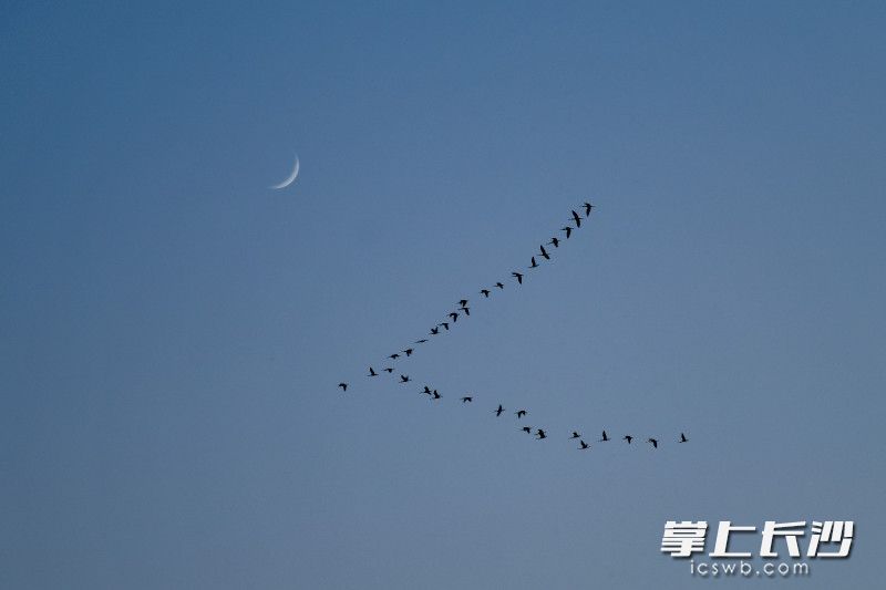 图片均为长沙晚报通讯员 郭雨滴 摄