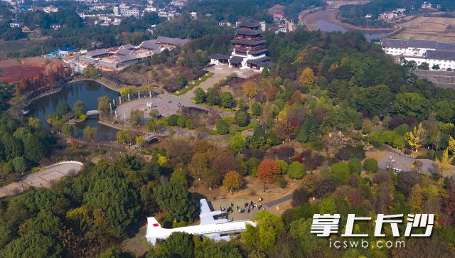 红色的水杉、枫树，金黄的银杏……缤纷的树层把花明园妆点得五彩斑斓。  长沙晚报全媒体记者 余劭劼 摄