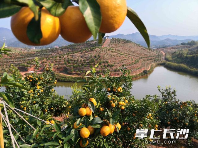 曾经的荒山如今都种上了各类柑橘，当地乡亲们也加入到种植柑橘的行列，荒山正慢慢变成金山。