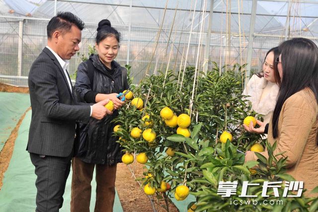来自全国各地的商户走进母树园基地咨询新型柑橘的种植技术。