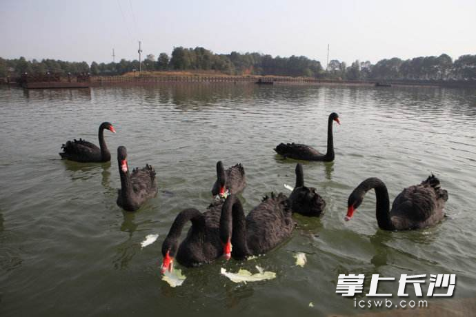 黑天鹅