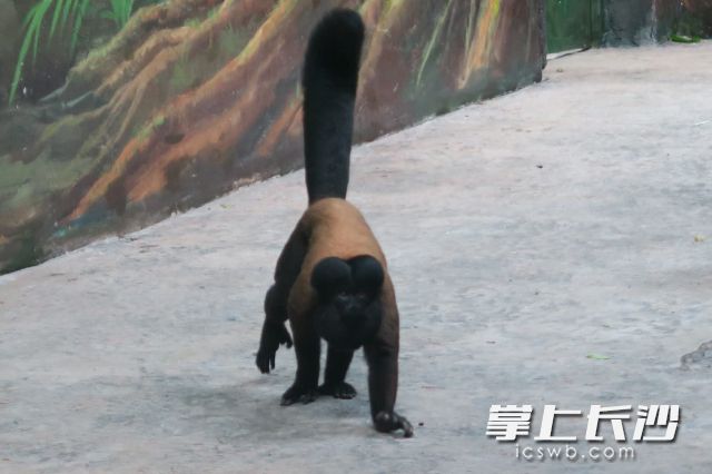 红背丛尾猴